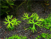 ADA 鹿角矮珍珠 Ranaculus innunduatus IC296